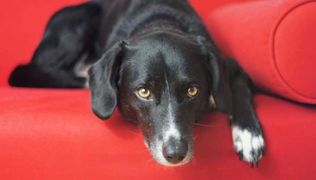 Stadthund Mona auf dem Sofa