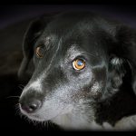 Der typische Hundeblick von Mona