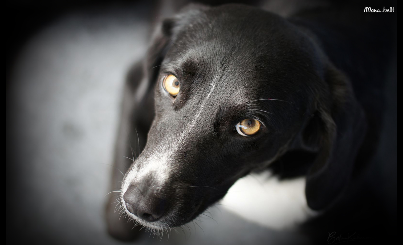 Den Hundeblick 