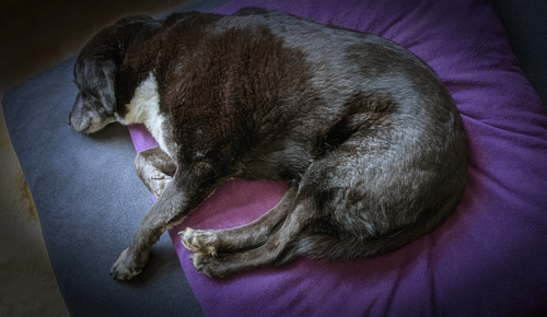 Nach dem Durchfall schläft Mona wieder