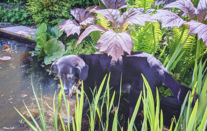 Mona planscht im Teich