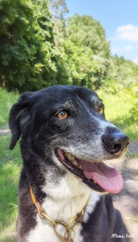 Hunde schwitzen beim Hecheln über die Zunge